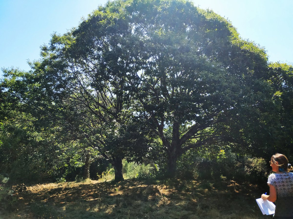 cuntis's tweet photo. These chestnut trees are "only" about 40 years old. If we let it, nature thrives 🤩 https://t.co/W6I5Uh2AlZ