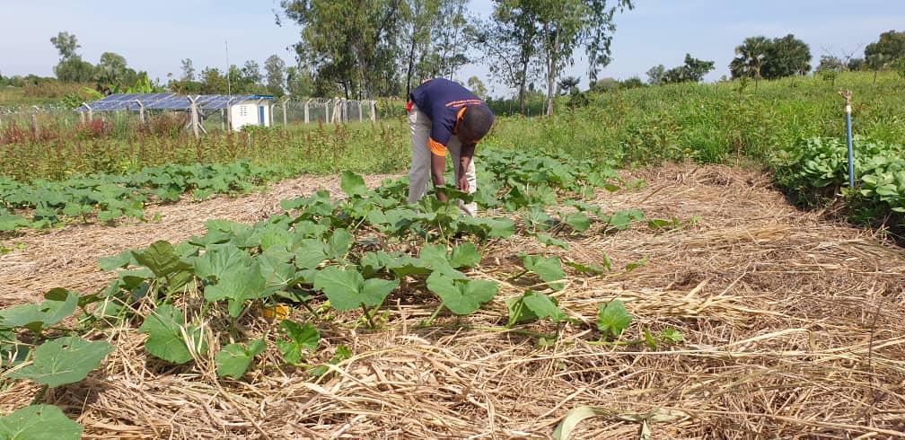 Proper care for vegetable is one of of helping them grow well for better yields. Today mothers in Avuga village in in Omugo sub county Terego district were trained in how weeding vegetables by <a href="/NigiUganda/">NIGI Uganda</a> veg agronomist.p <a href="/WUR_WCDI/">Wageningen Centre for Development Innovation</a>
<a href="/NLinUganda/">Embassy of the Netherlands in Uganda</a> <a href="/UNHCRuganda/">UNHCR Uganda</a>