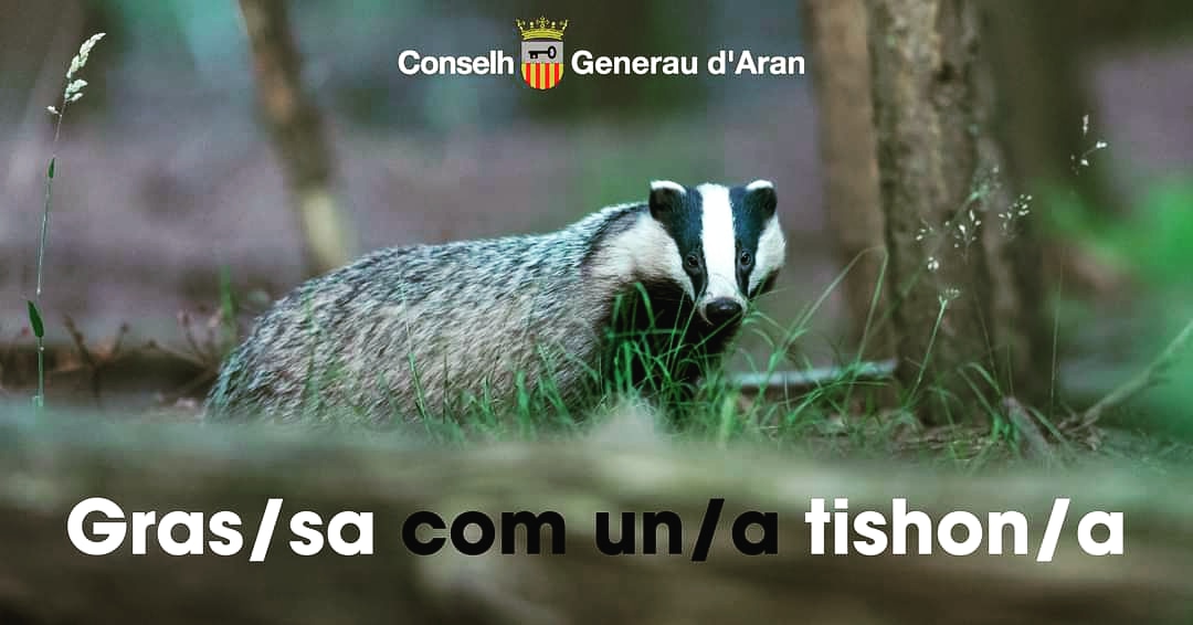 EnAranes's tweet photo. COMPARÈRS🦡Aguesta expression ei ua des frases compartives qu'utilizam en aranés tà referir-mos a ua persona grassa. 
#enaranés #aranés #comparèrs #comparasons #PublicacionsEnAranés https://t.co/yTyfz7JbUZ