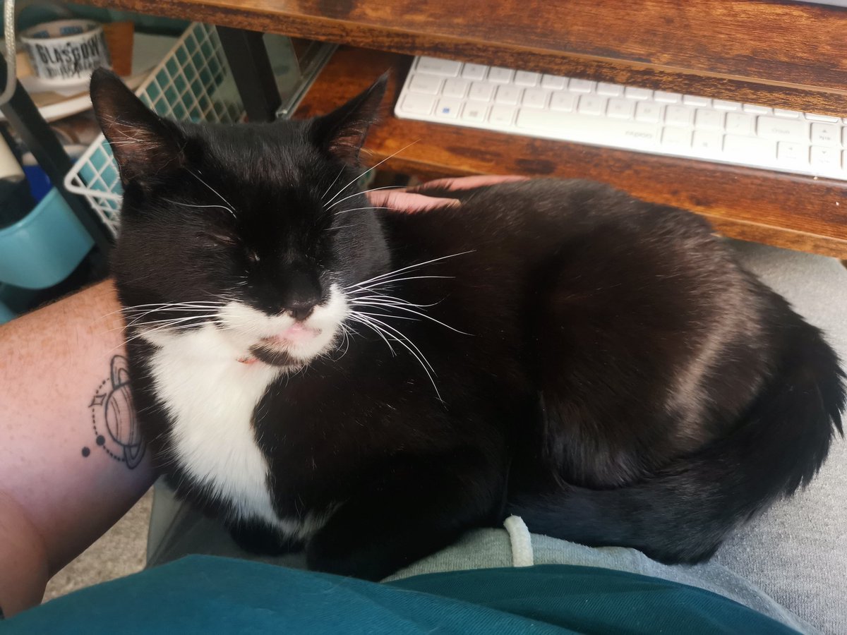 Me - I'm going to have a productive day
My cat - I need your hand for a sec...