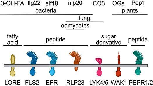 Although we know a lot of molecules plants recognize as damage/pathogen patterns, not many studies have compared more than one of these elicitors, or looked at response at more than one time. We took 7 elicitors, and assayed transcriptome at 6 early time points 0-3 hrs2/12