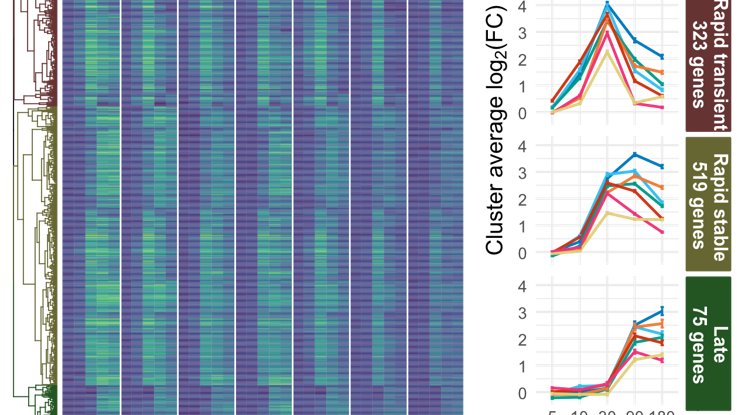 BUT, there are timing patterns, with separation of extremely rapid (5 minutes!) or slow, stable or transient response.These sets are enriched for different cis elements; while 30 min genes are induced in WRKYs, fast-response genes are enriched for CAMTA TF binding sites.5/12