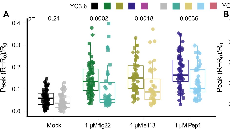 Cutting out GLR2.7, 2.8, and 2.9 by CRISPR makes plants slightly less able to respond to elicitor perception with a Calcium influx... but no change in salt response, in line with elicitor-specific induction.9/12