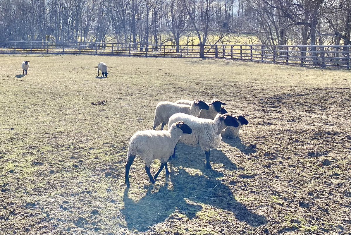 Yogiboヴェルサイユリゾートファーム サッカーの試合前集合写真みたい チームウール100 です タイキシャトルと一緒に放牧地にいる羊です 羊 北海道 牧場 サフォーク