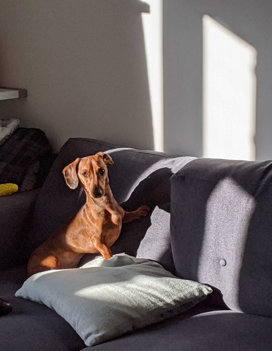 MontyTheSausage's tweet photo. Excuse me sunbeam π Why are you on the wall and not on the sofa so I can enjoy you? π #MontyProblems #morningsunshine #sunbathing #dogsoftwitter #sausagearmy https://t.co/MEVkndEAtM