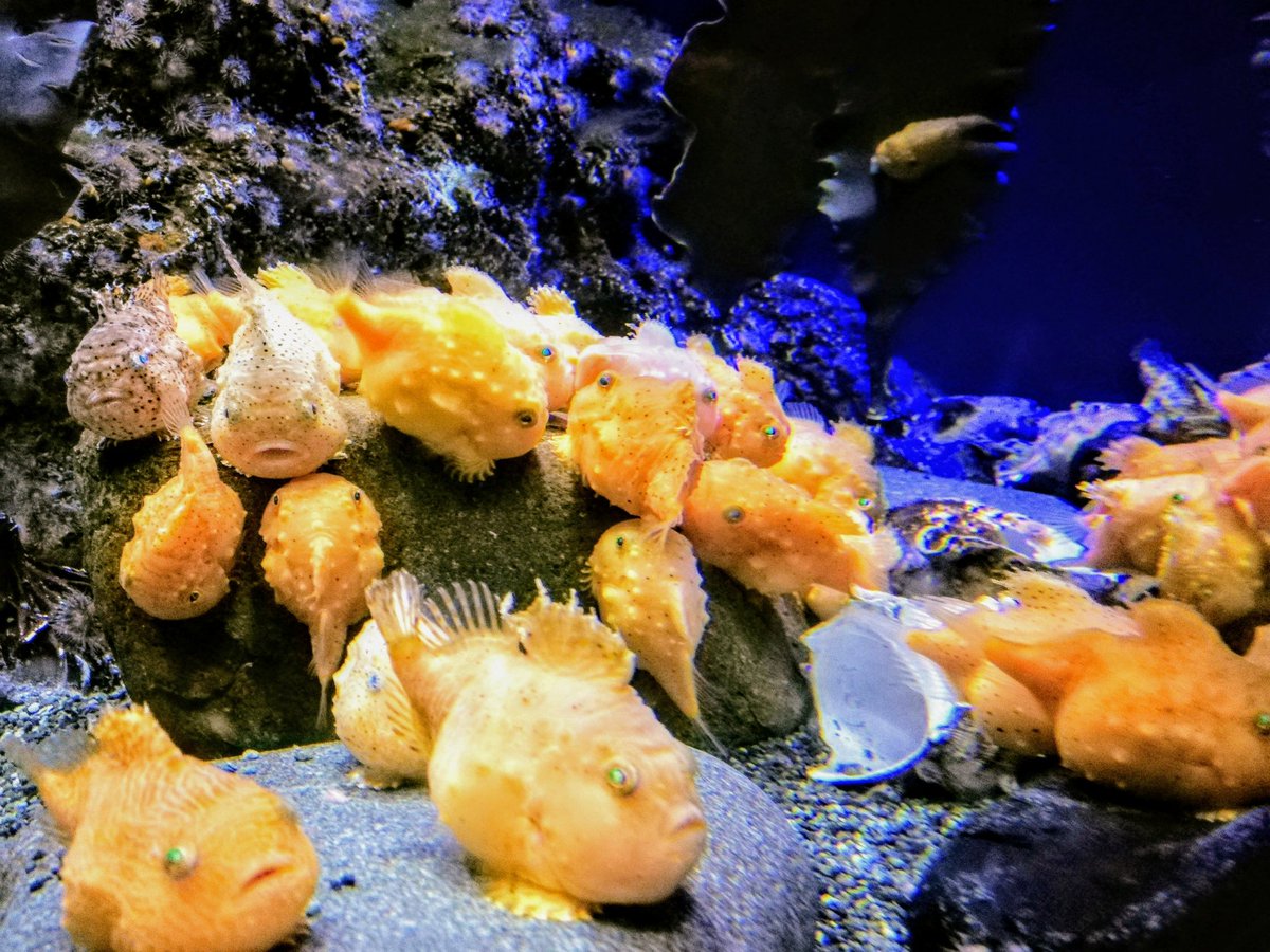 風船魚 風船魚
