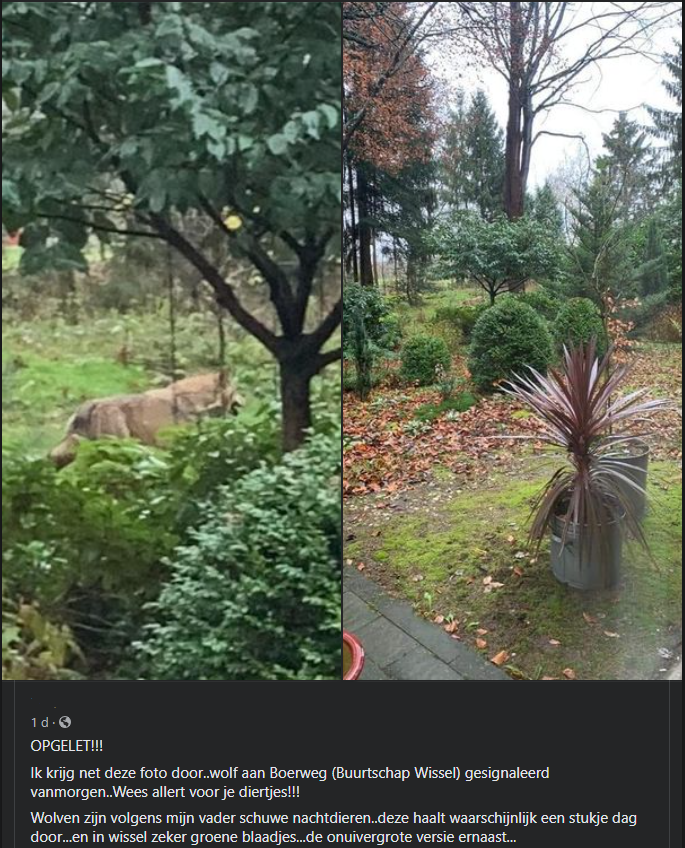 BoswachterG's tweet photo. "Wilde" #wolf gespot in buurtschap #wissel 
@GemeenteEpe
 
Wolven zijn schuwe dieren en vermijden mensen, deze vertoond afwijkend gedrag dat lijkt mij levens gevaarlijk!  
@WolvenInNL
 iets om uit te zoeken? https://t.co/kSnLNoTPvg