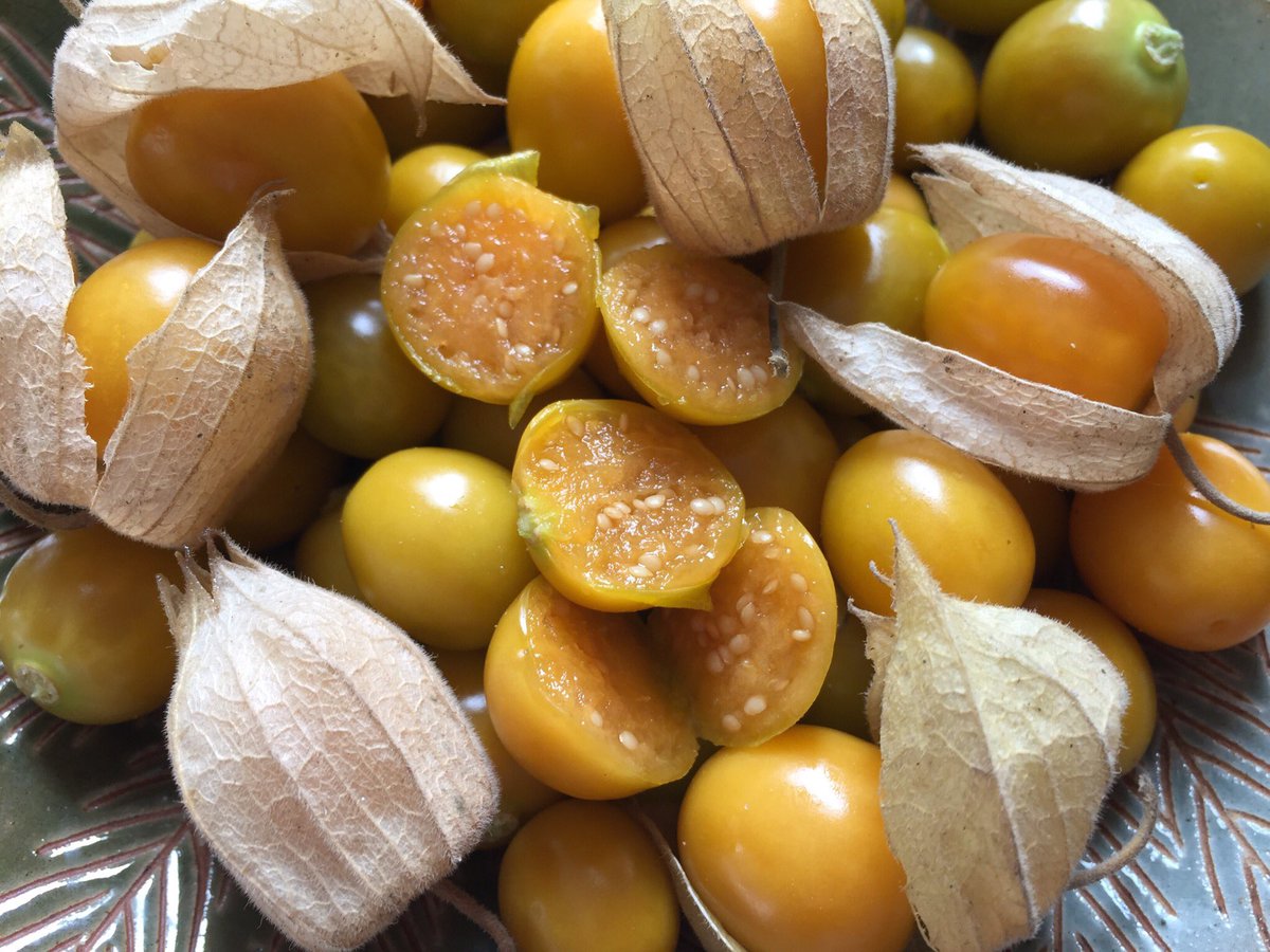 Manami Yahata 矢羽多万奈美 Egypt My Favorite Cape Goothberries Are On The Market It Is A Little Early For The Best Reason So A Bit Smaller エジプト 大好物 ほおずき が出ていた 時期が少し早いから小ぶり アラビア語で حرنكش Manami Yahata 矢羽多万奈美 Egypt My Favorite Cape Goothberries Are On The Market It Is A Little Early For The Best Reason So A Bit Smaller エジプト 大好物 ほおずき が出ていた 時期が少し早いから小ぶり アラビア語で حرنكش