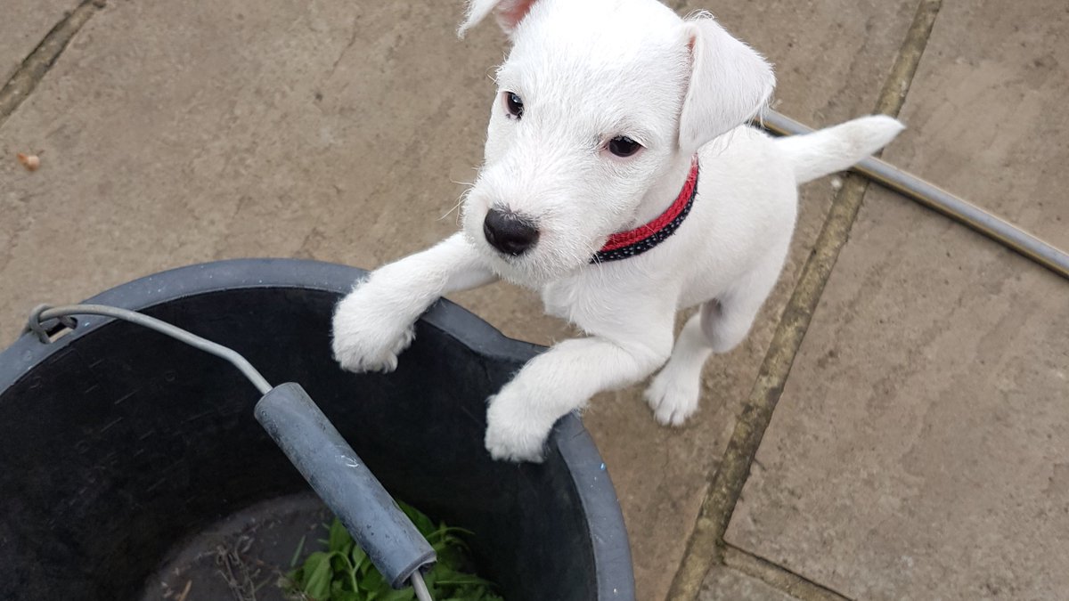 Bucks_Highways's tweet photo. It's a little milder today, meaning no #gritting this evening!
Dotty is taking the opportunity to do some gardening... Next summer her owners will find a half eaten pigs ear, a dishevelled bear and that shoe that went missing...
#NoSaltNeeded #GardeningLife #Pupdate https://t.co/ElujI3fR8G
