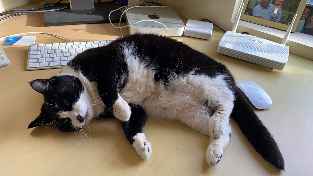 Pilotworldshop's tweet photo. Another busy day ahead !! #catllife https://t.co/BAXs78u9Xy