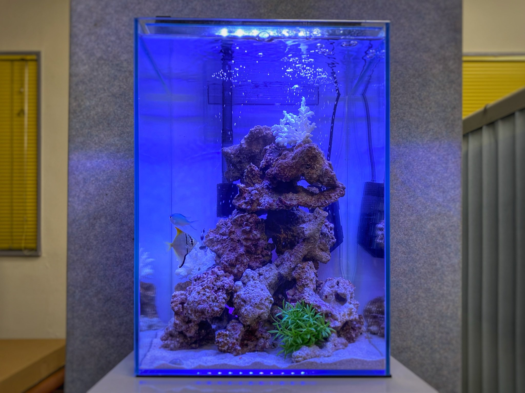 Uzivatel アクアシープ ﾚﾝﾀﾙｱｸｱﾘｳﾑ ﾒﾝﾃﾅﾝｽ Na Twitteru こちらのマリンアクアリウム 海水魚水槽 は広い場所を必要としない為 設置場所を選びません 初期費用を安くする為に既製品を使用しておりますので お安く導入可能です オフィスの癒しや 店舗の