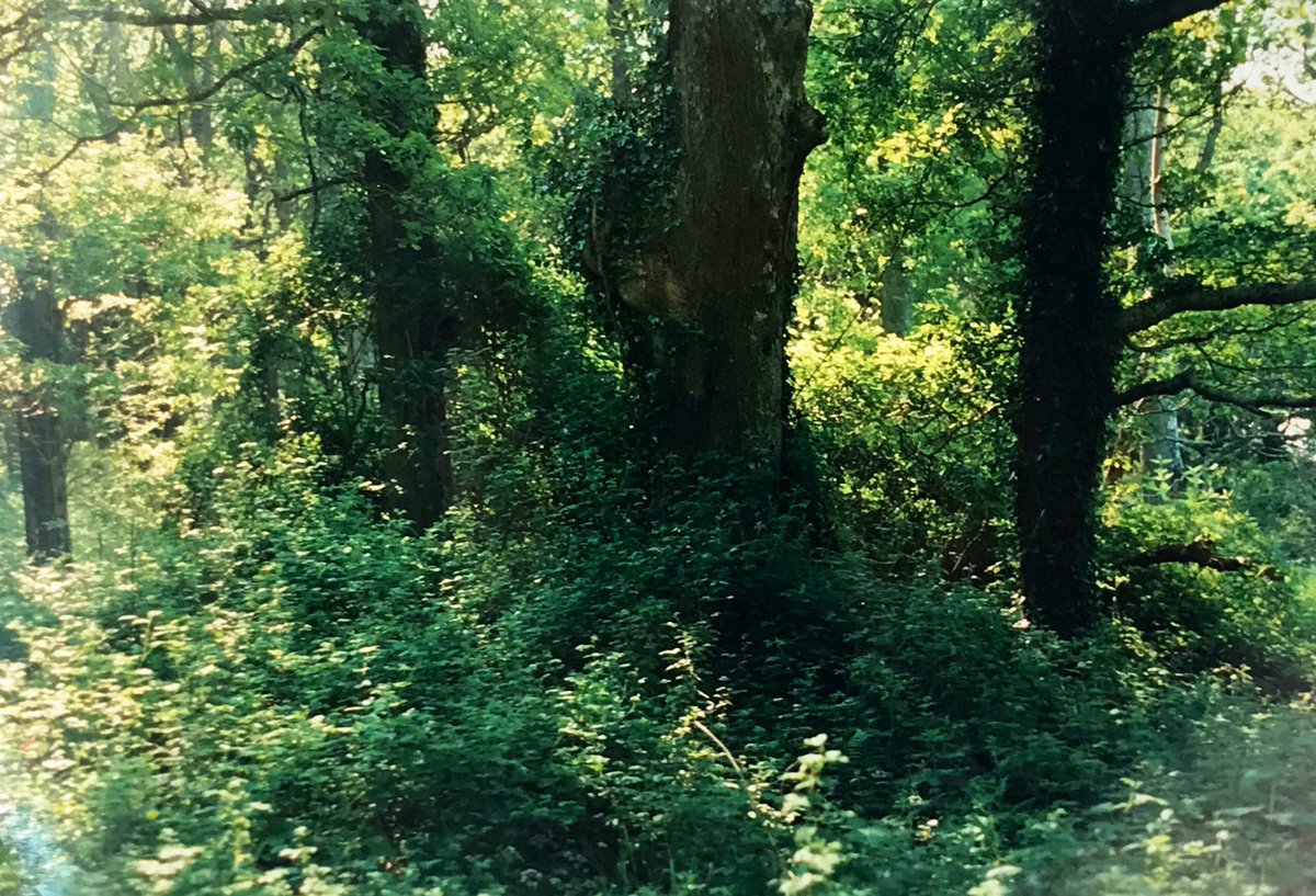 The early medieval Irish tree-list divides native trees into 4 classes based on their economic importance: Nobles of the wood, Commoners, Lower Divisions & Bushes. Like much else in Gaelic society, class hierarchies were used at the time.