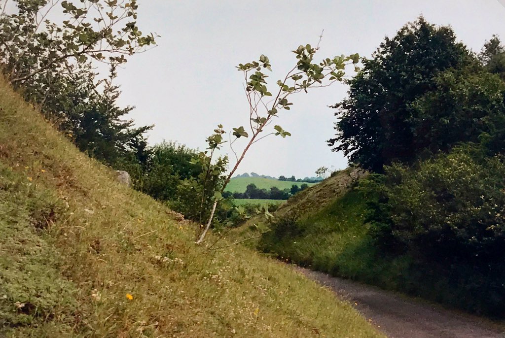 The only indigenous Irish tree is the Irish Whitebeam as it’s found only on the island of Ireland. It has lovely lollipop shaped leaves with dense white furry undersides. It’s cousin is the Rowan (Mountain Ash) & it’s fruits were probably used in the same way. (Whitebeam)