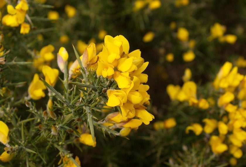 There’s an Irish saying that ‘kissing is out of season when gorse is out of bloom’ because it flowers throughout the year. It may have been used to create enclosures & it’s petals for cordials. Both Blackberry & Rose would have been prized for their berries/hips. (Gorse)