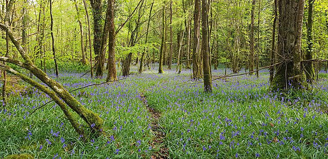 Ireland has less than 1% native woodland cover today. Of that there are maybe 100 ancient woods. The majority of these will be biologically moribund within 10y due to their being destroyed by Rhododendron.