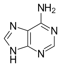 // I promise, we are near the end //We take a look at the chemical formula for Adenine -- it is C5-N5-H5 .. doing a bit of logical jugglery, we can get (CNH)x5 for the empirical formula. Rearrange CNH, and we actually get H-CN (HCN), which is a primodrial earth gas.