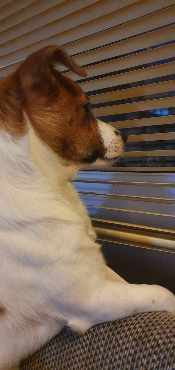 SparklySammy249's tweet photo. When @skytv give you a wait time of 12-5 and even the puppy is fed up waiting. 4.55pm and they aren't here yet...... #sake https://t.co/A1Qqd4HJMZ