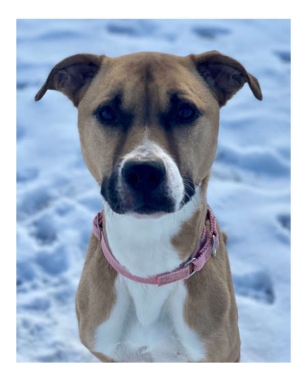 As today is National Mutt Day, we'd like to feature one of our favorite mutts, Rosie!  She is a 4 year old Boxer mix that was adopted but returned because her owner passed away. To meet her, come in to the Adoption Center! We're open daily from 11 am - 8 pm. 330-865-6200
