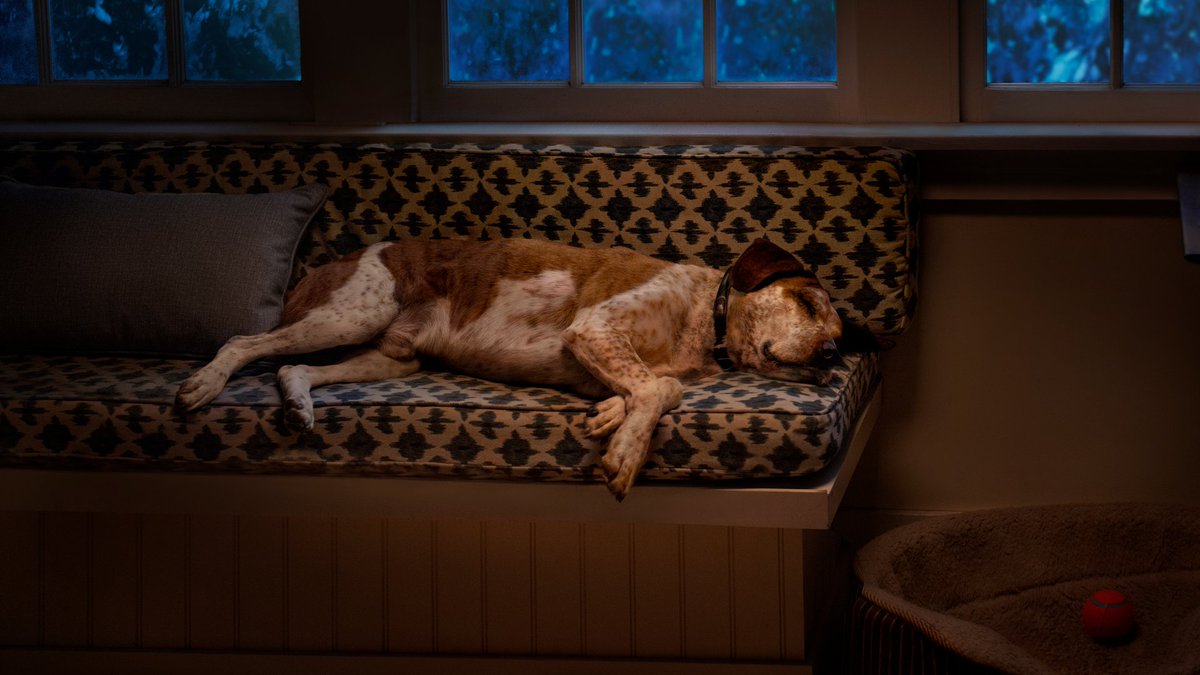 Microsoft's tweet photo. Adventure time! Come back tomorrow to watch this good boy dream up an epic holiday journey filled with joy. 🏡 🐕 🎮 ✈ #FindYourJoy https://t.co/b4F80TDHfv