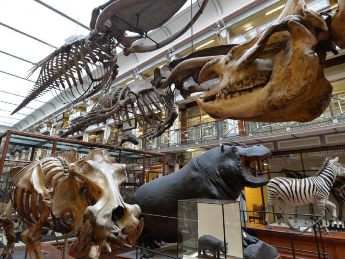 Natural History Museum, Dublin. Known to Dubliners as The Dead Zoo this Victorian survival has enthralled (& horrified) children for generations. It was founded during a 19th C craze for exploring & collecting every known beast from whales to snails.