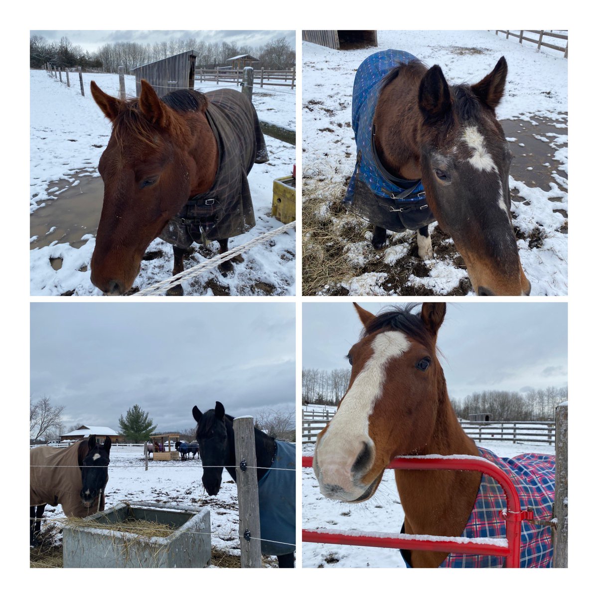 CoopEastsideSS's tweet photo. Game Hill Stables https://t.co/aOfQP2dxrW