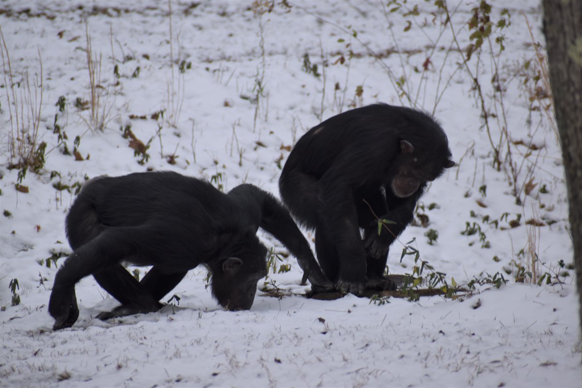 projectchimps's tweet photo. Winter explorations occurred while the snow was still on the ground yesterday. โ๏ธ What did the chimps do most with the white fluffy gifts from the sky? They ate it.
#AlmasiChimp #AmyChimp https://t.co/kSH6yZk7Y1