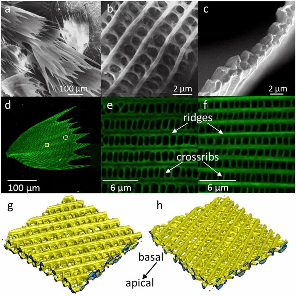 COMSOL_Inc's tweet photo. “If we can make materials mimicking moth scales, applications can include high-efficiency ultrasonic acoustic absorbers.”
Read the full story here: https://t.co/ceEIPqPwK2 #AcousticsSimulation https://t.co/tcgVRjqFa4