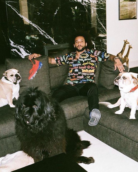 Marcelo but as you scroll down he gets more dogs(THREAD)