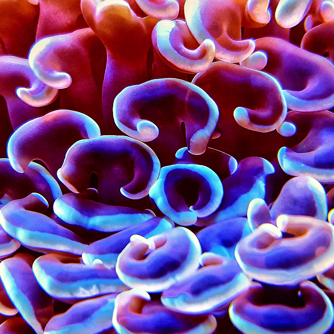 StringTheoryFR's tweet photo. C'est partie pour une petite devinette !
Avez-vous trouvé ce que c'était ? 🤷♂️🤷♀️
.
.
.
.
.
#StringTheory #Science #MacroScience #Macroporn #Bio #Biologie #Macrobio #Scienceporn #Macro_photography #macro_photo #Macro_biologie #Nature #naturel #Scienceiscool https://t.co/1H0GnZrecB