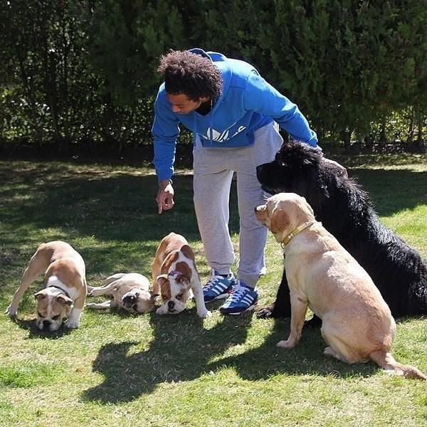 Marcelo but as you scroll down he gets more dogs(THREAD)