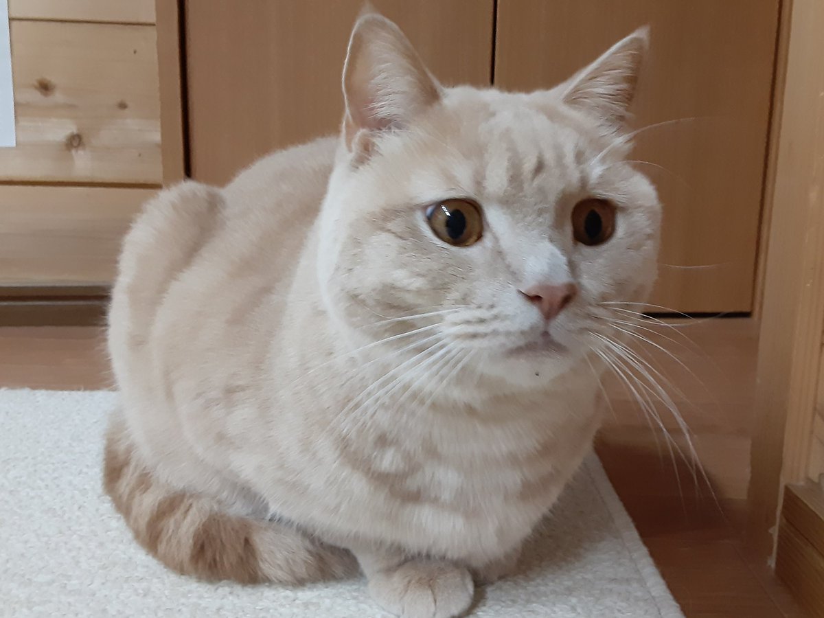 猫カフェちぐら V Twitter 何回も何回も しつこくて申し訳ありません 新潟 猫 猫カフェ 猫ファースト 猫カフェちぐら V Twitter 何回も何回も しつこくて申し訳ありません 新潟 猫 猫カフェ 猫ファースト