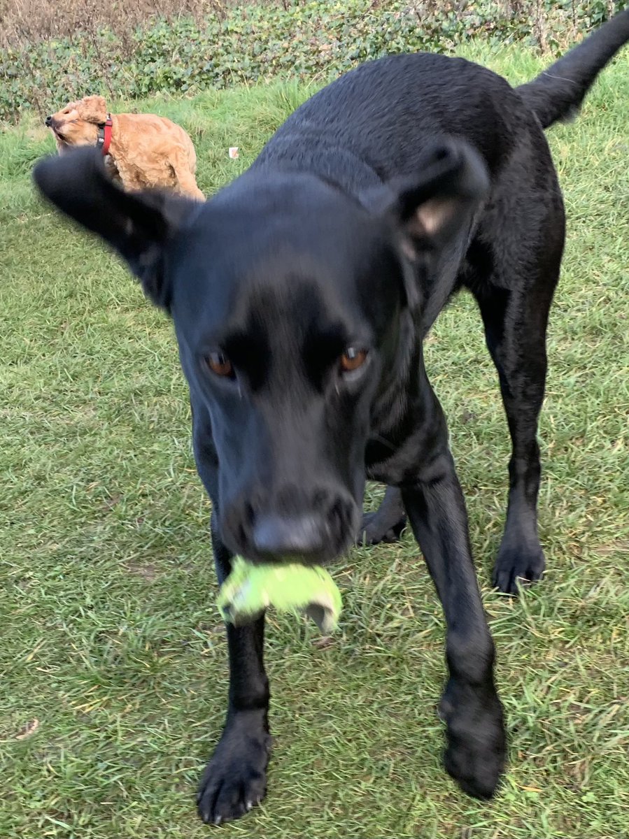 DogsPutting's tweet photo. #twitoftheday #love #pdf #puttingdogsfirst #pdf https://t.co/Z35SMtgy0k