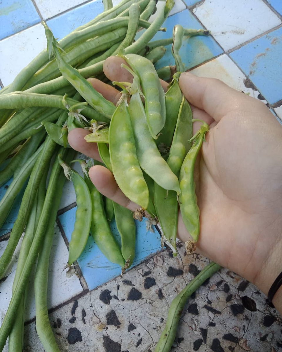 SeedsNow's tweet photo. Let's eat! 💚 #Peas and #beans it is this cool season... 📸@livelihood.harmony

🛒 Pick up these varieties today at https://t.co/4GZlbZmu6e https://t.co/5KytfDtp11