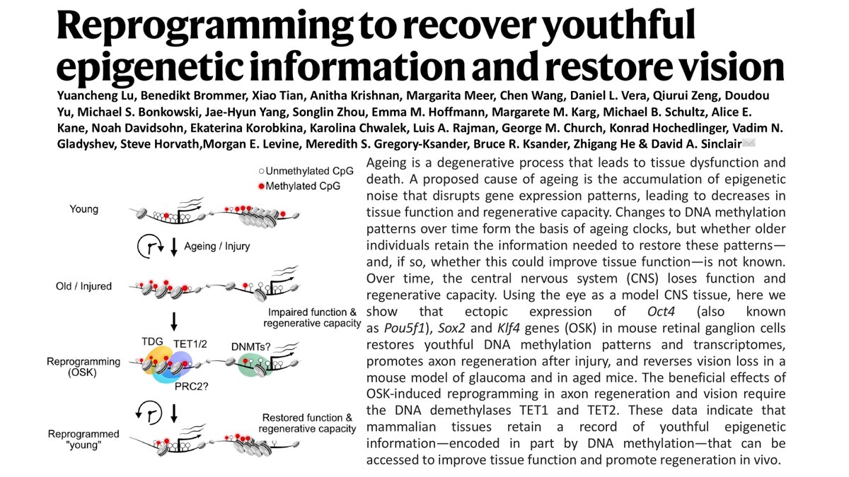 HellmutAugustin's tweet photo. Mindblowing epigenetic rejuvenation work published by @davidasinclair lab in @nature (https://t.co/Qz0L5TdVaK). with nice accompanying editorial (https://t.co/yeabTuzDv6). Must be tried in the vascular system (if not low dose VEGF overexpression alone is sufficient to do the job) https://t.co/OptFyk6RPS