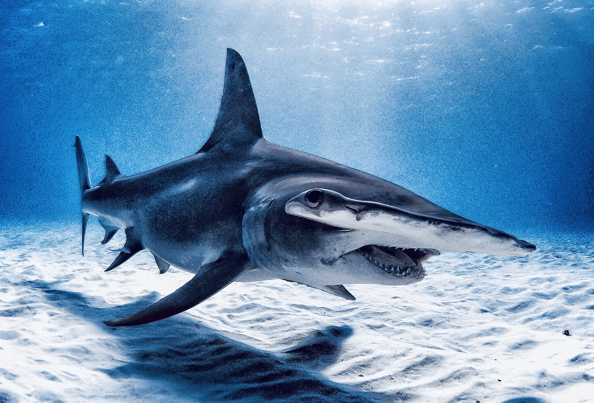 Hammerhead Shark Wallpaper  Animals Town