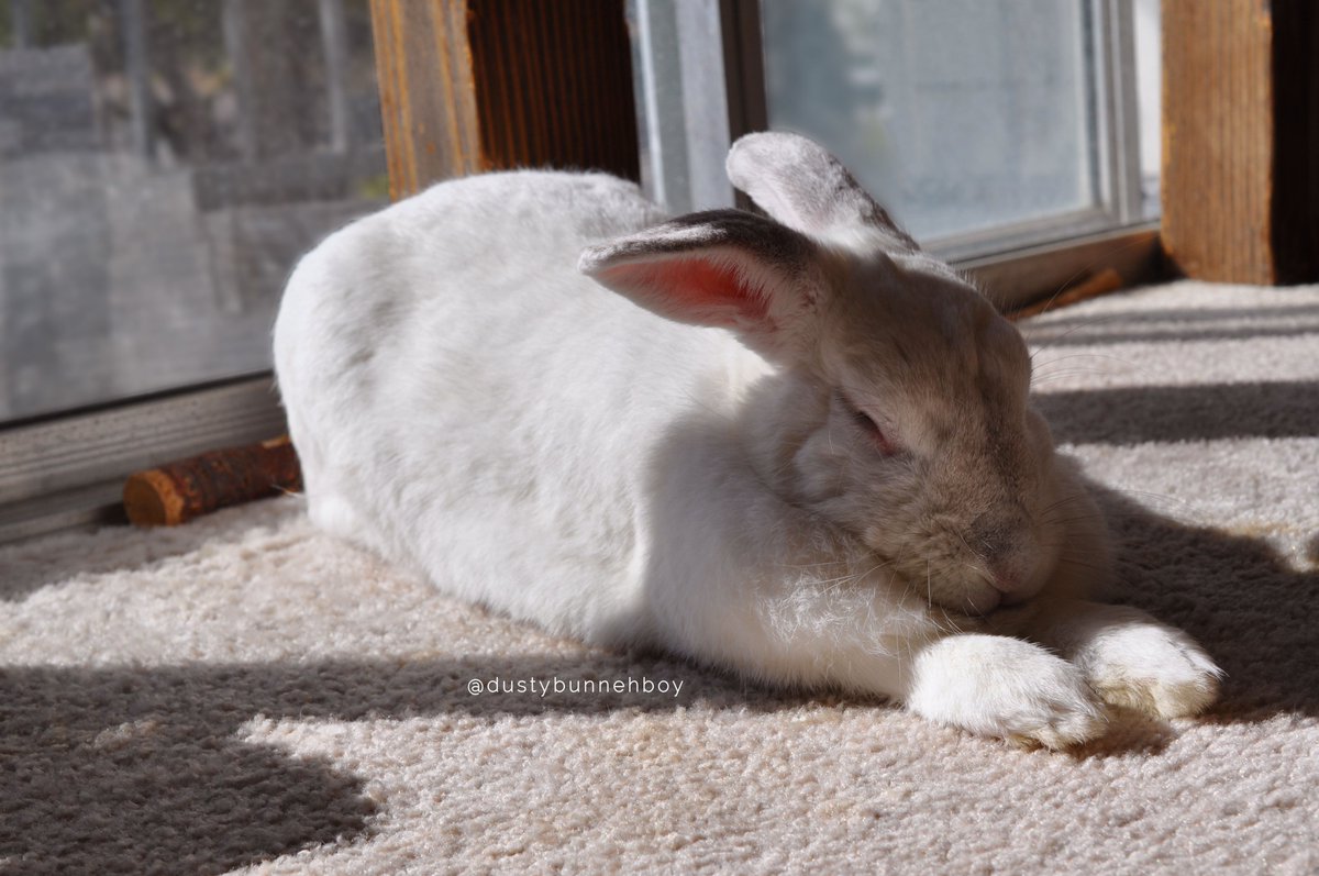 A big stretch and a warm butt make the whole day better. 😁🥰🌞

#sunbathingbunny  #fluffyangel  #bunniesarefamily #livingwithbunnies #bunnylife #spoiledbunny #adoptedbunny #rescuedbunny #happybunny #dailycute #dailyfluff #dailylove #sleepingbunny #sleepingangel #funnybunny