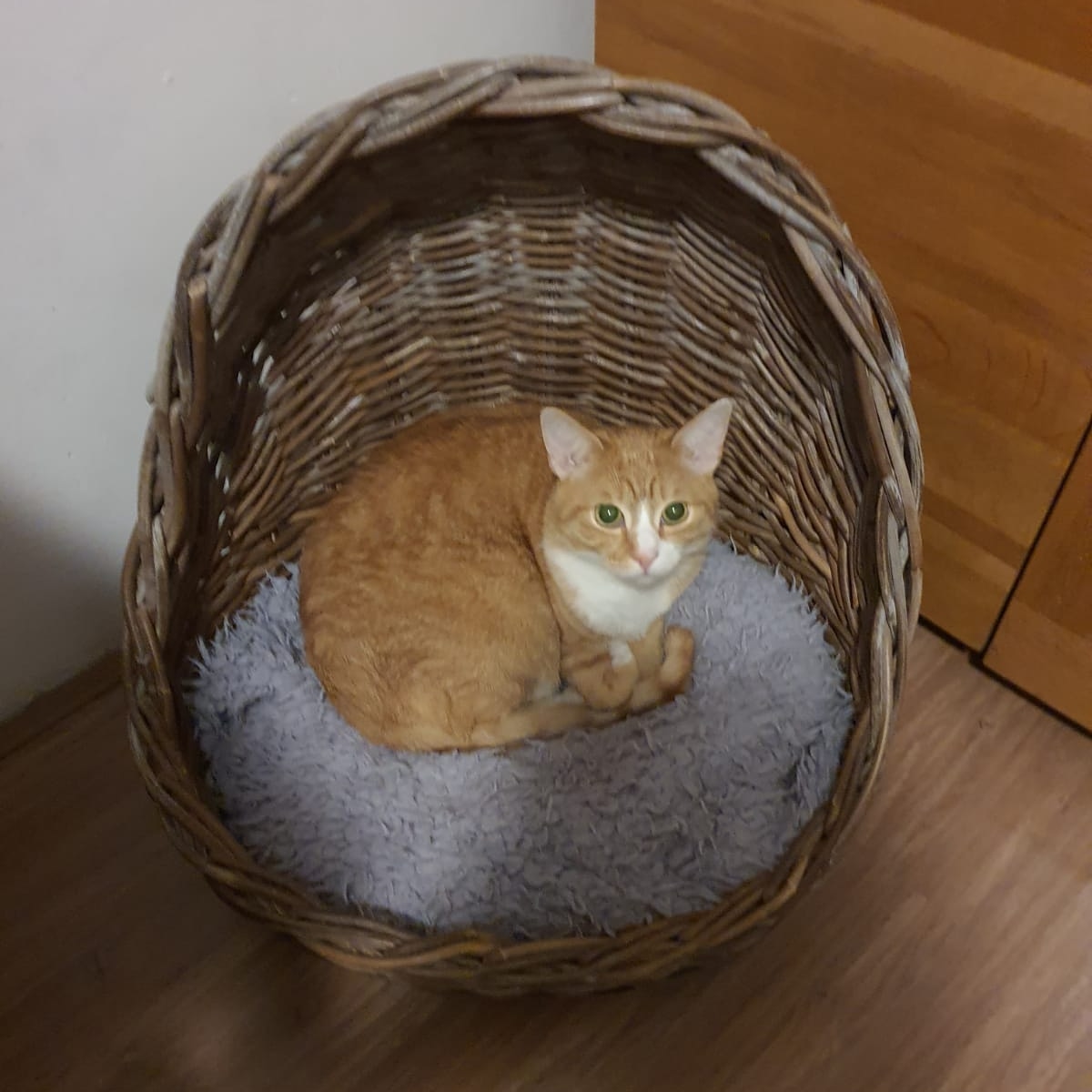 kas83death's tweet photo. Tommy in his basket
If i fit i sit
#catinthebox #catsareawesome #cats #cuteanimals #catsofinstagram #catsagram #catsoftheworld #redcatsofinstagram #redcats #redcat #catsogram #catsofinsta #catsofgram #pets #animalphotography #animals https://t.co/mQAW86q6FK