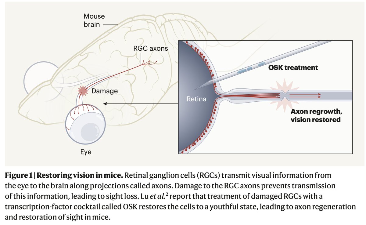A striking science advance of turning back time @nature 
Reprogramming 3 transcription factors to restore useful vision with youthful features in blind mice #epigenetics
nature.com/articles/s4158…
<a href="/davidasinclair/">David Sinclair</a>
nature.com/articles/d4158… @NautreNews <a href="/hubermanlab/">Andrew D. Huberman, Ph.D.</a>