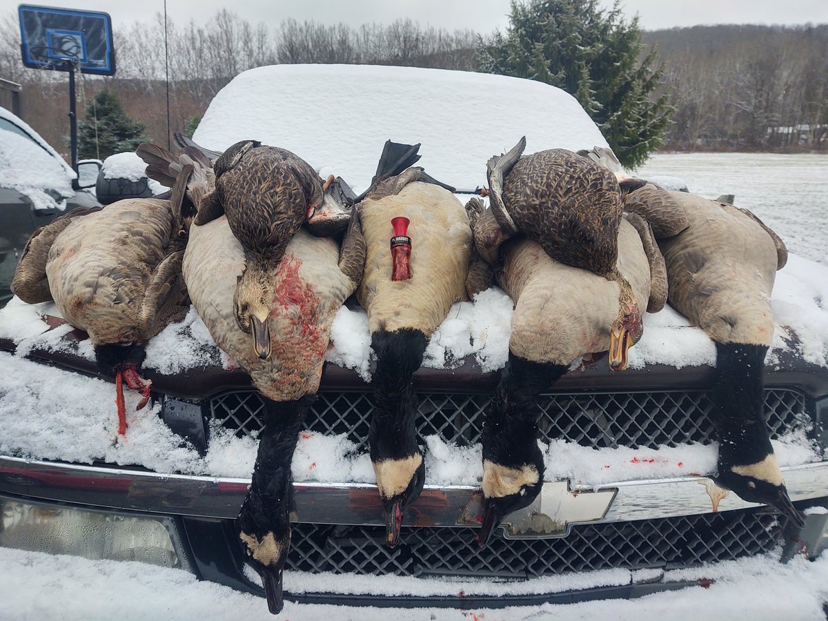 FINALLY GOT OUT AND DID SOME WATERFOWL HUNTING, WAS A GOOD MORNING