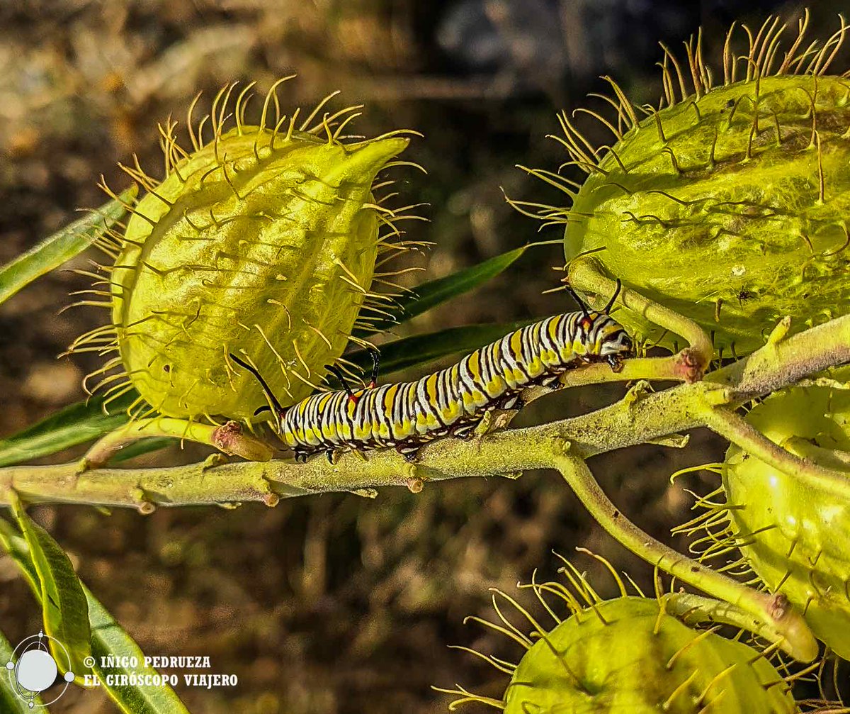 RT @InigoPedrueza: One of or last post, Monarch butterfly conquers Europe. Cadiz, in Andalusia, is the place to discover this marvellous animal and for sure the unknown countryside mountains! 
elgiroscopo.es/ruta-de-la-mar…
#elgiroscopoviajero #viveandalucia