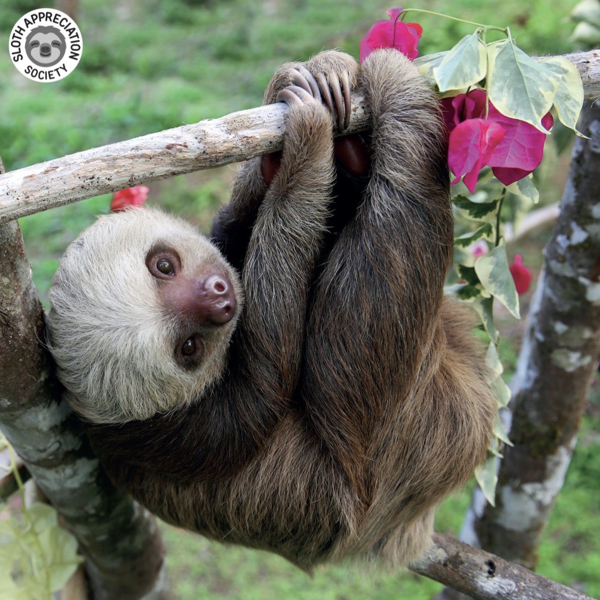 slothville's tweet photo. Feeling tired?🥱 While it’s true that Manny here is an exceedingly sleepy sloth, he probably doesn’t spend quite as much time snoozing as you might expect… On average, wild sloths only sleep for around 8-10 hours a day—that’s about the same as your average human teenager!🙈💤 https://t.co/HoCmRyqwHs