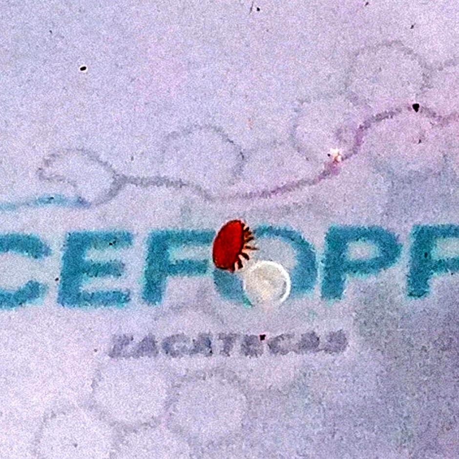 Recuerden hacer a tiempo el control de varroa, es periodo de tratamientos de invierno
