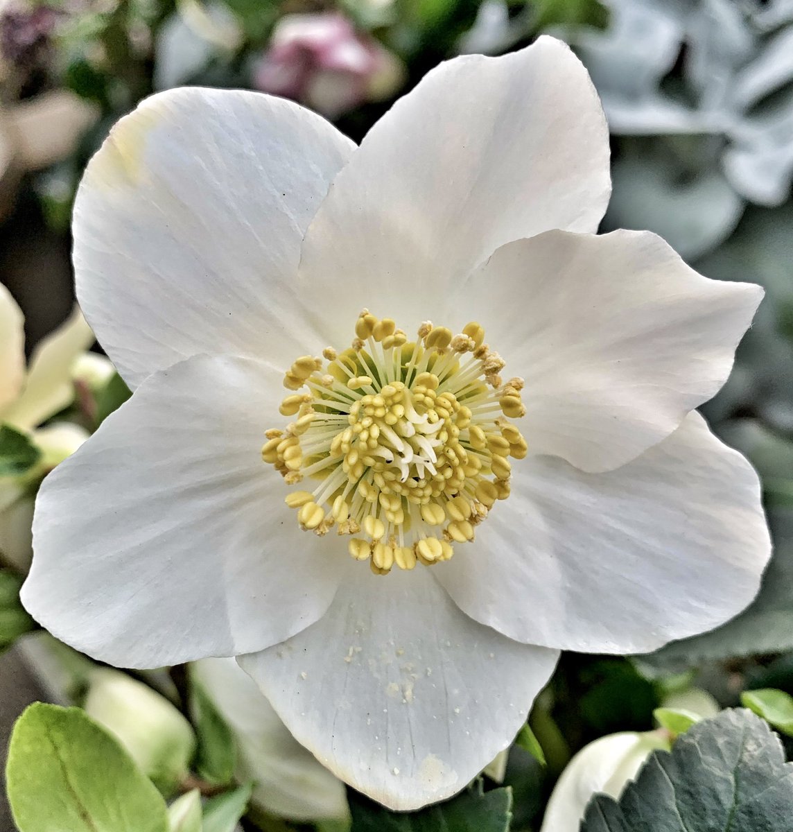 makinggardens's tweet photo. It’s time! #Helleboreheaven from Christmas Carol &amp; Merlot 🎄🍷#Flowers #Gardening https://t.co/HtlkuZwUSy