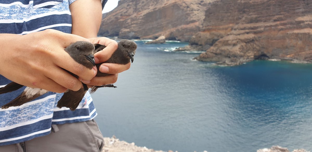 Another good season for the artifical nest chamber on #EggIsland with high occupancy rates for #StormPetrel at #StHelena #StHRS #SHG #marine #conservation #ornithology