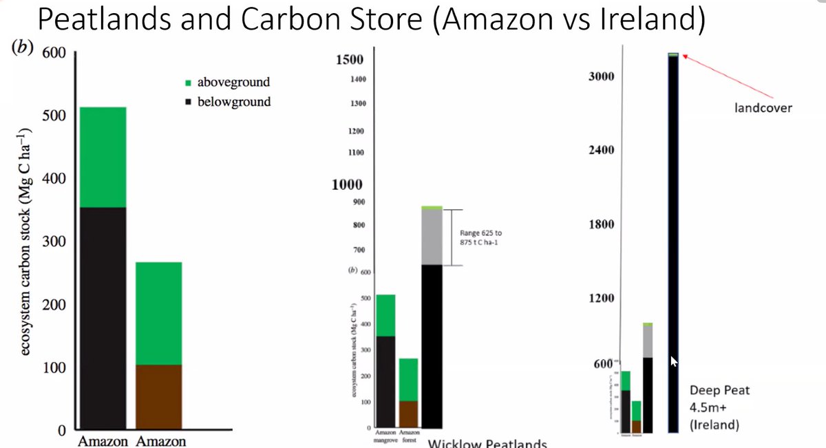 Not to hate on the Amazon rainforest and discussion of it - but peatlands are where it's at carbon storage, even if they've been left out in the cold...