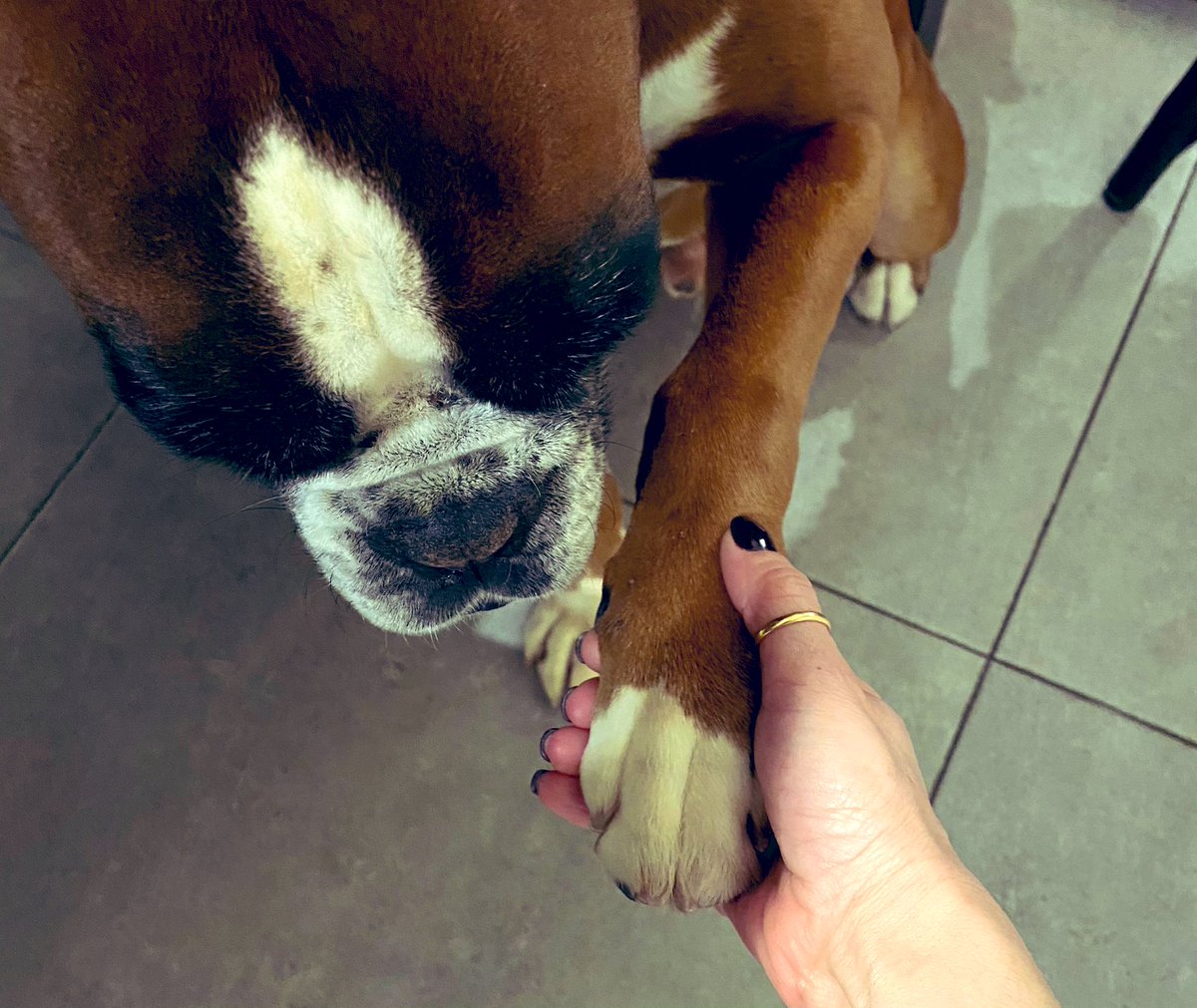 Estoy intentando trabajar, pero a él, por lo que sea, no le va bien. Me mira fijamente y después me da con la pata.