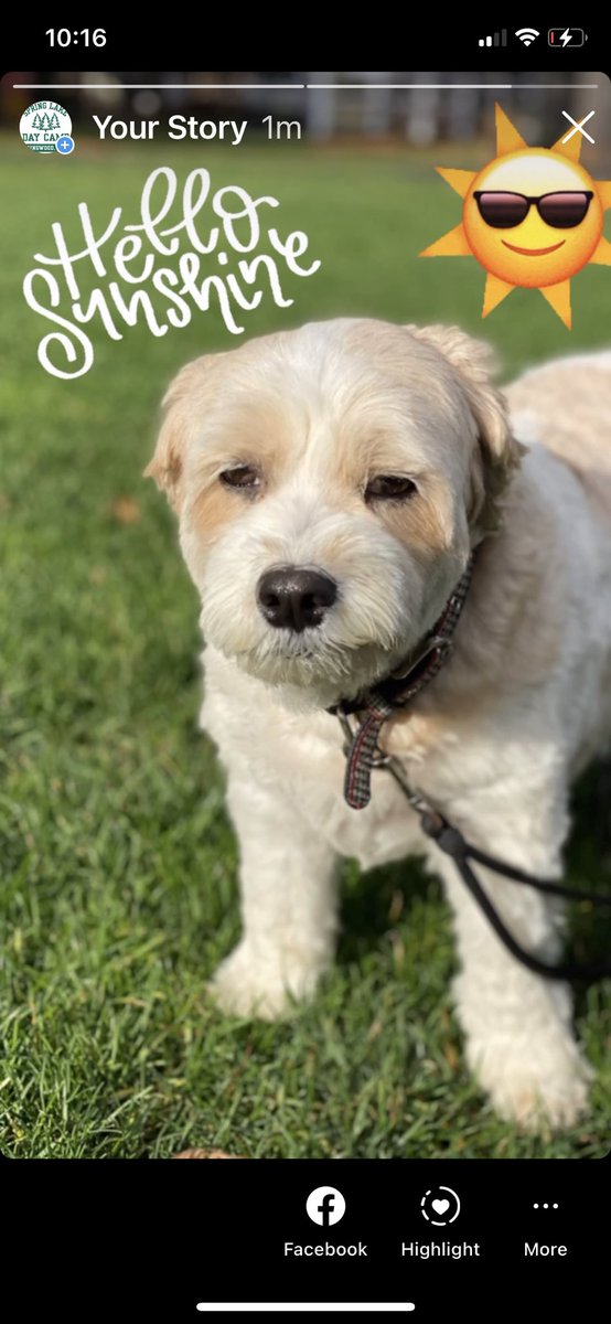 Spring Lake Day Camp tweet media