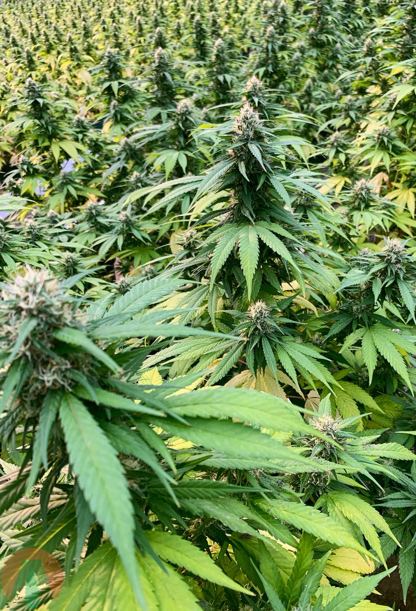 AlterraHemp's tweet photo. Cat's Meow... you do not disappoint! Another photo from one of our great customer's who has taken their hemp game to the next level!  #HempFarmer #HempGenetics #HempSeeds #AmericanHemp #CBD #Cannabis #CannabisCommunity #HempStartsHere #AlterraHemp #HempClones  #CBGClones https://t.co/mqjdf1f0pE