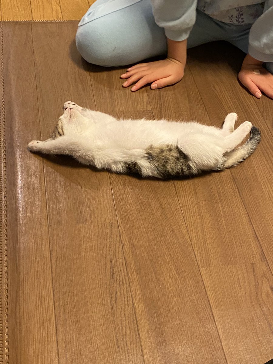 漫画家さん 新たに家族を迎えました 元野良の猫さんらしいが 初日から家猫を満喫している ここ安全 快適 Togetter 漫画家さん 新たに家族を迎えました 元野良の猫さんらしいが 初日から家猫を満喫している ここ安全 快適 Togetter