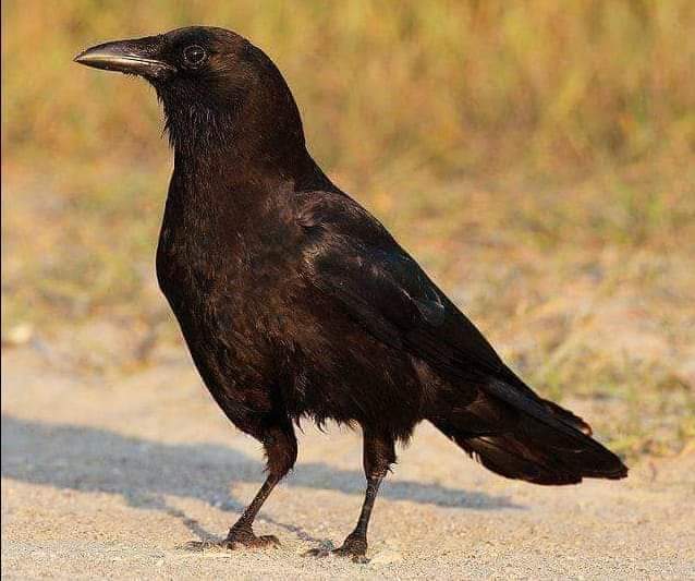osamathini's tweet photo. #طيور 🦅🦩 🦉 يمكنكم رؤيتها في الصحراء الليبية، منها يعيش بشكل دائم وموسمية مهاجرة .. #صحراء #تينيري 🇱🇾
#Wildlife in #the_desert #of_Libya. #libya #Birds #Tenery #Desert https://t.co/OIw5sFmsE5